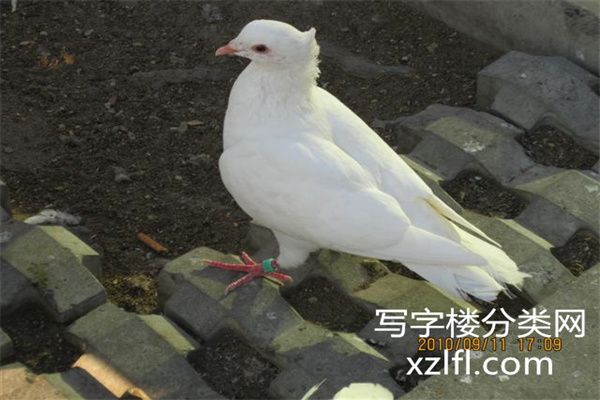 鸽子2